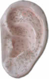 Enlarge photo of ear model